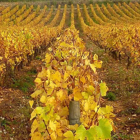 B&B L'adelie Belmont d’Azergues